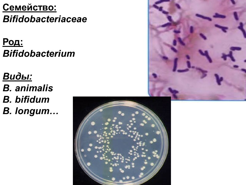 Семейство: Bifidobacteriaceae  Род:  Bifidobacterium  Виды: B. animalis B. bifidum B. longum…